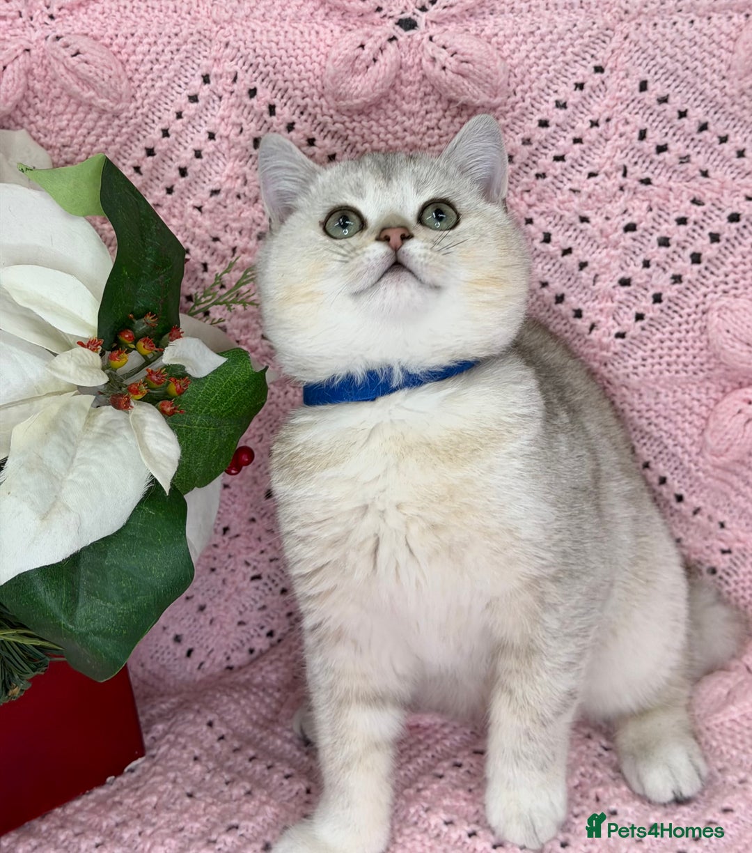 British Shorthair cats for sale: Adorable British sh silver shaded TICA - Advert 14