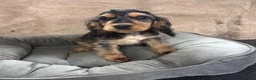 Cocker Spaniel dogs for sale: Adorable little show cocker spaniel pups  - Advert 17