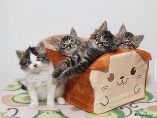Mixed Breed cats Loving Bengal Cross Tabby Kittens - Advert 2