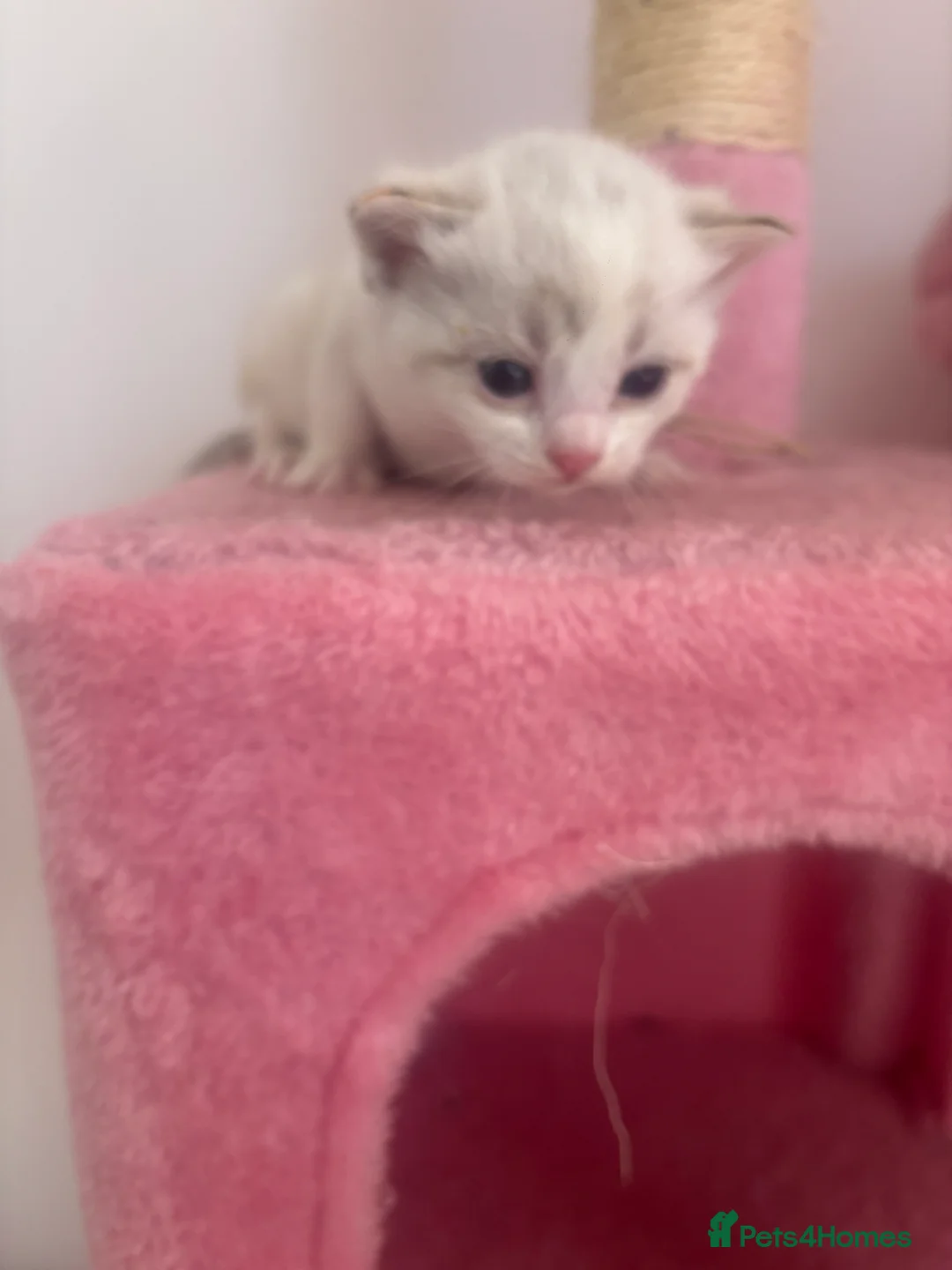 Ragdoll cats for sale: Ragdoll kittens  (2 kittens left)  - Advert 2
