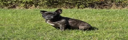 French Bulldog dogs for sale: Brindle female kennel club reg adult available  - Advert 9