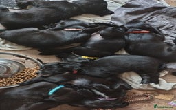 Mixed Breed dogs for sale: READY!! Sprocker jack pups + free bag in Hereford - Image 1