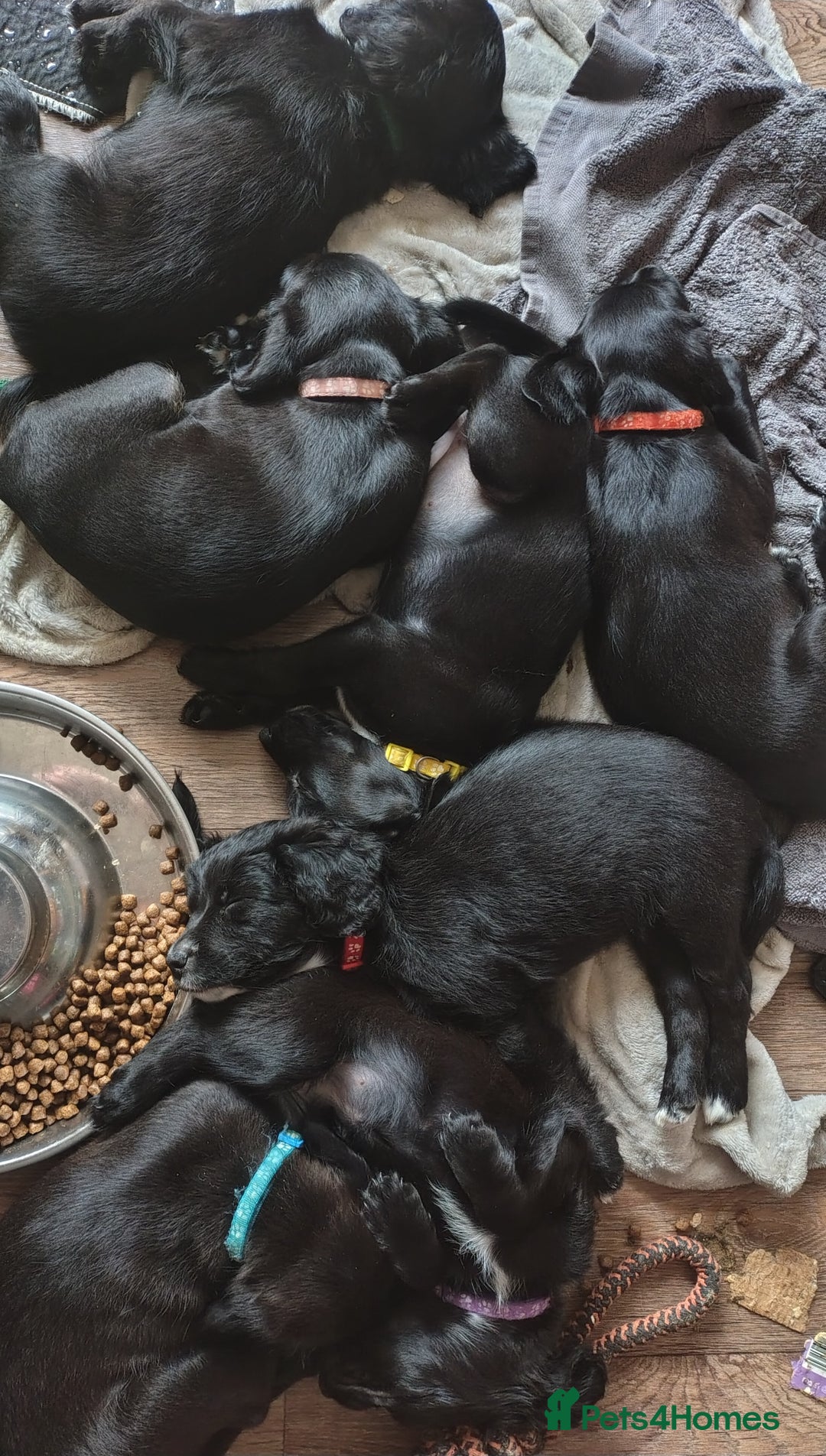 Mixed Breed dogs for sale: READY!! Sprocker jack pups + free bag in Hereford - Image 1