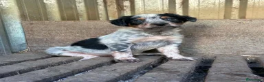 Border Collie 3