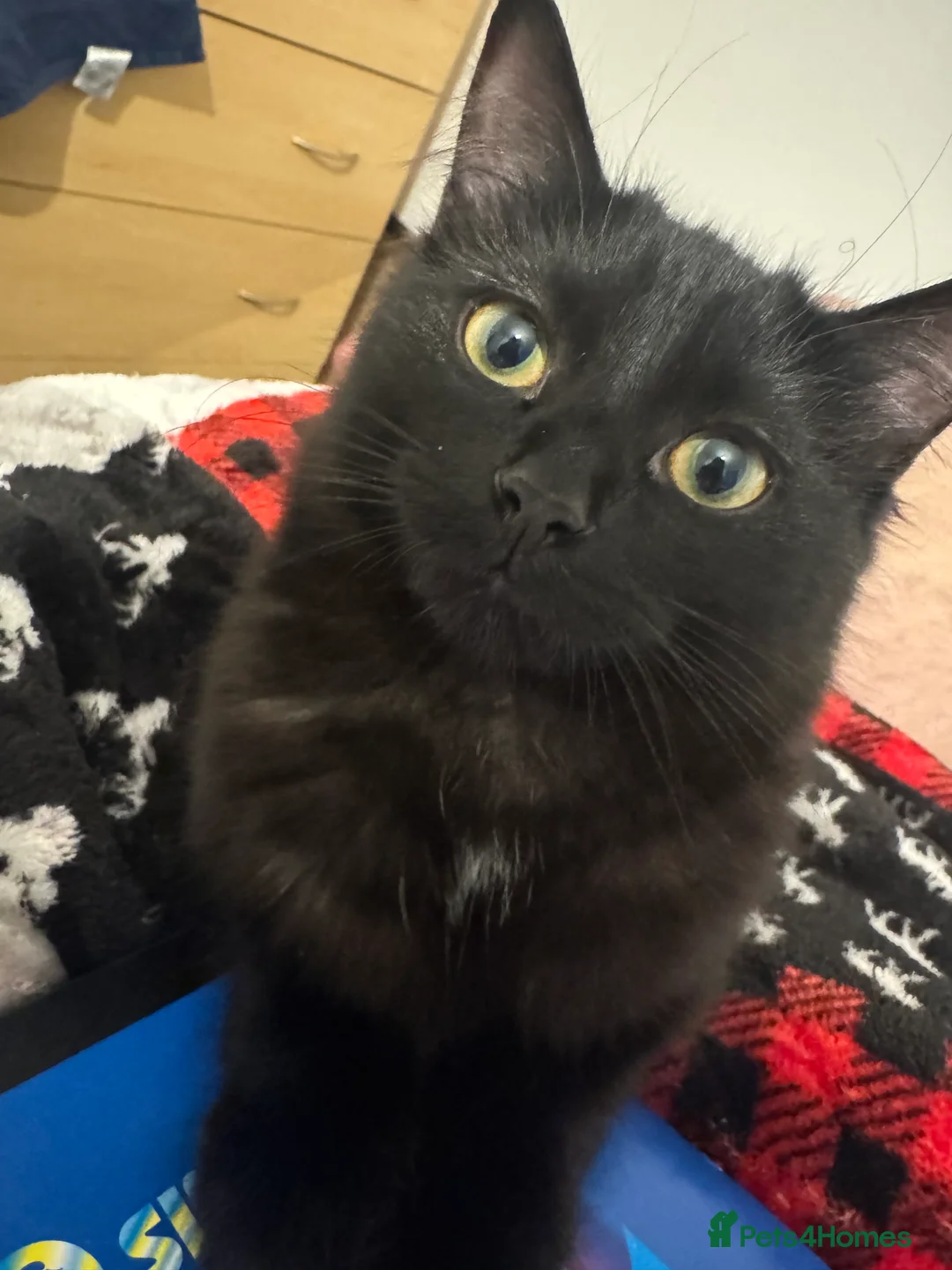 European cats for sale: Cila,Luna🥰 Sisters🥰 - Advert 5