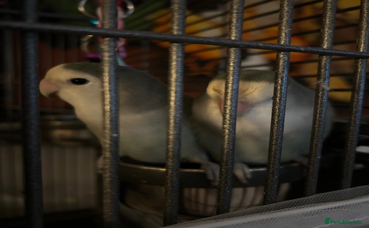 Lovebirds birds - Advert 9