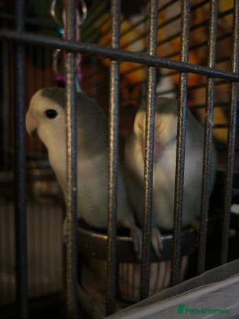 Lovebirds birds - Advert 9