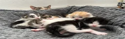 Mixed Breed cats for sale: 5 beautiful kittens looking for a forever home❤️ - Advert 2