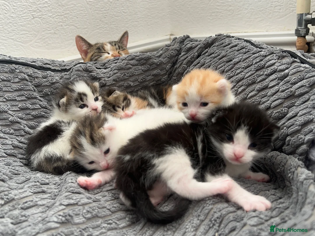 Mixed Breed cats for sale: 5 beautiful kittens looking for a forever home❤️ - Advert 2