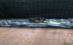 Dachshund dogs for sale: Dachshund puppy Male - Image 5