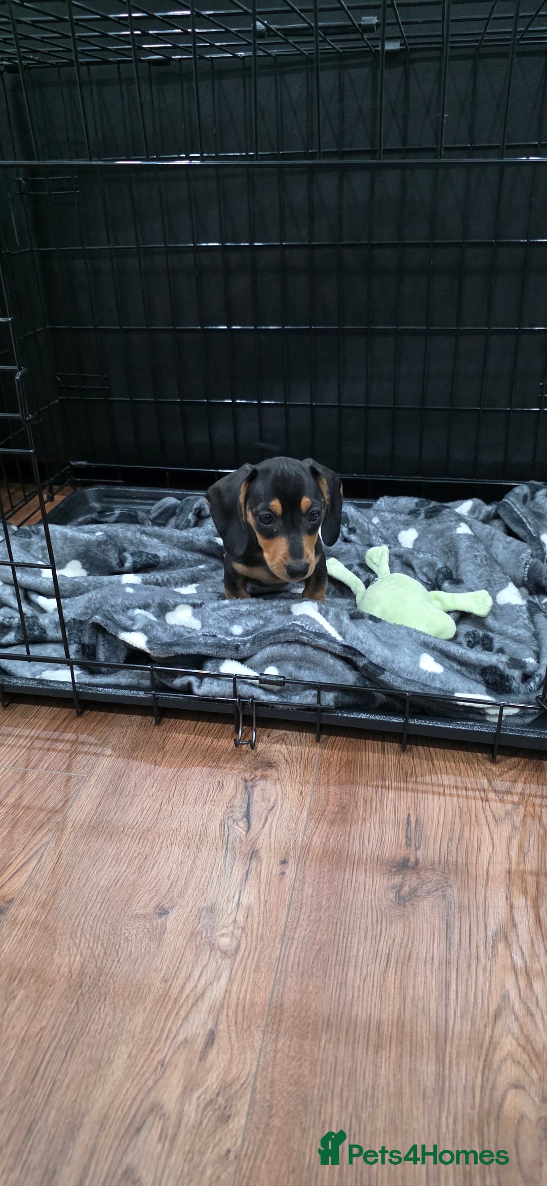 Dachshund dogs for sale: Dachshund puppy Male - Image 5