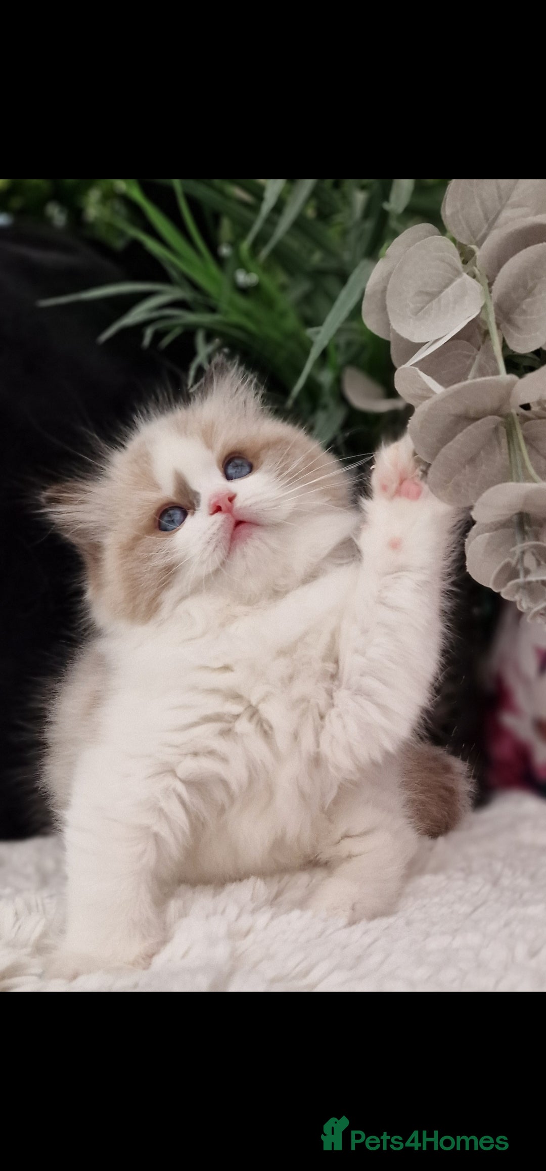 Ragdoll cats for sale: 🩷✨️NEW WAITING LIST Exclusive cute Kittens✨️🩷🏆 - Advert 20