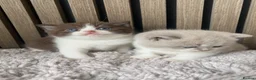 British Shorthair cats for sale: TICA Fawn/Cinnamon Bio colour kittens 💛 in Rotherham - Advert 6
