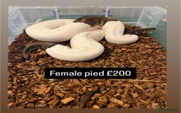 Python Snake reptiles for sale: Royal pythons for sale - Image 1