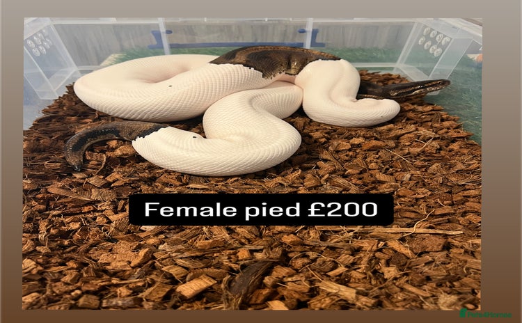 Python Snake reptiles - Advert 14