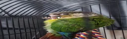 Conures birds for sale: Bonded Pair of Young Conures in London - Advert 4