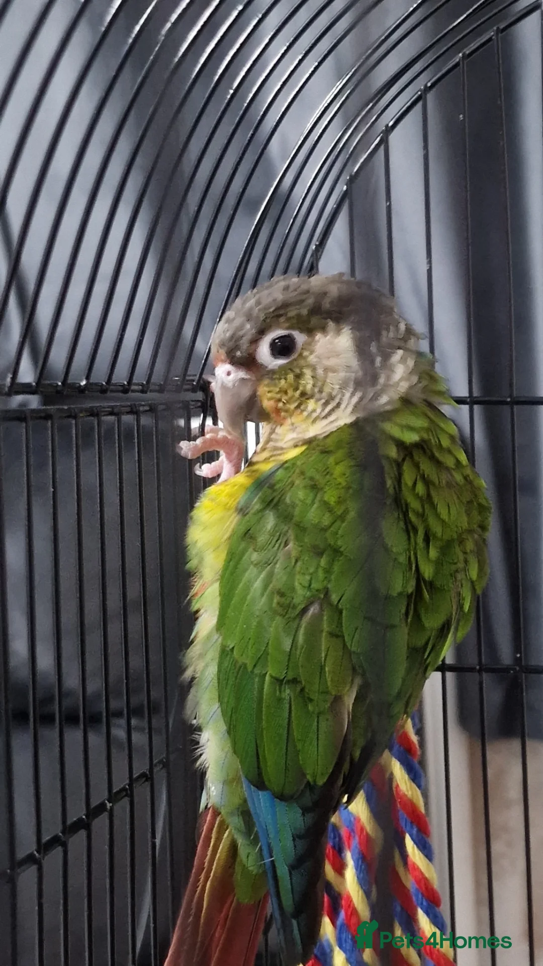 Conures birds for sale: Bonded Pair of Young Conures in London - Advert 4