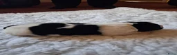 Newfoundland dogs for sale: Landseer Newfoundland Puppies - Advert 5
