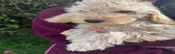 Australian Labradoodle dogs for sale: Stunning Miniature Australian Labradoodles  - Advert 2