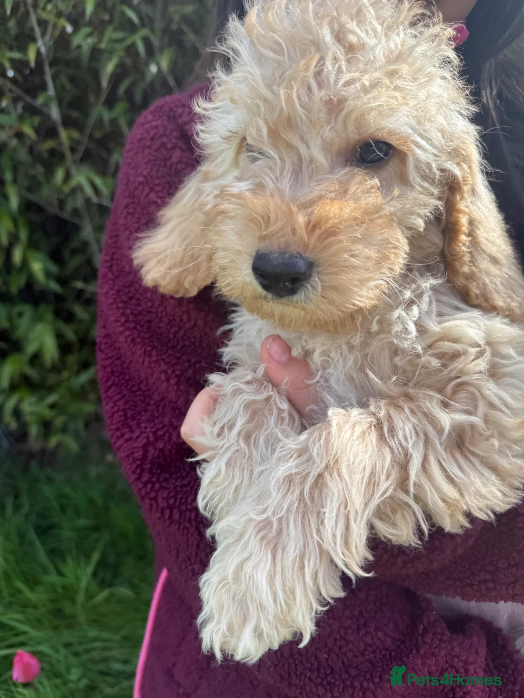 Australian Labradoodle dogs for sale: Stunning Miniature Australian Labradoodles  - Advert 2
