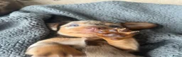 Miniature Dachshund dogs for sale: 4 beautiful miniature dachshunds  - Advert 3
