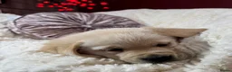 Goldador dogs for sale: Extensively Health tested, Chunky, Great with kids - Advert 18