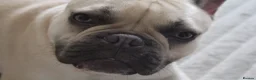 French Bulldog dogs for sale: Jnk Eastlnd - Advert 10