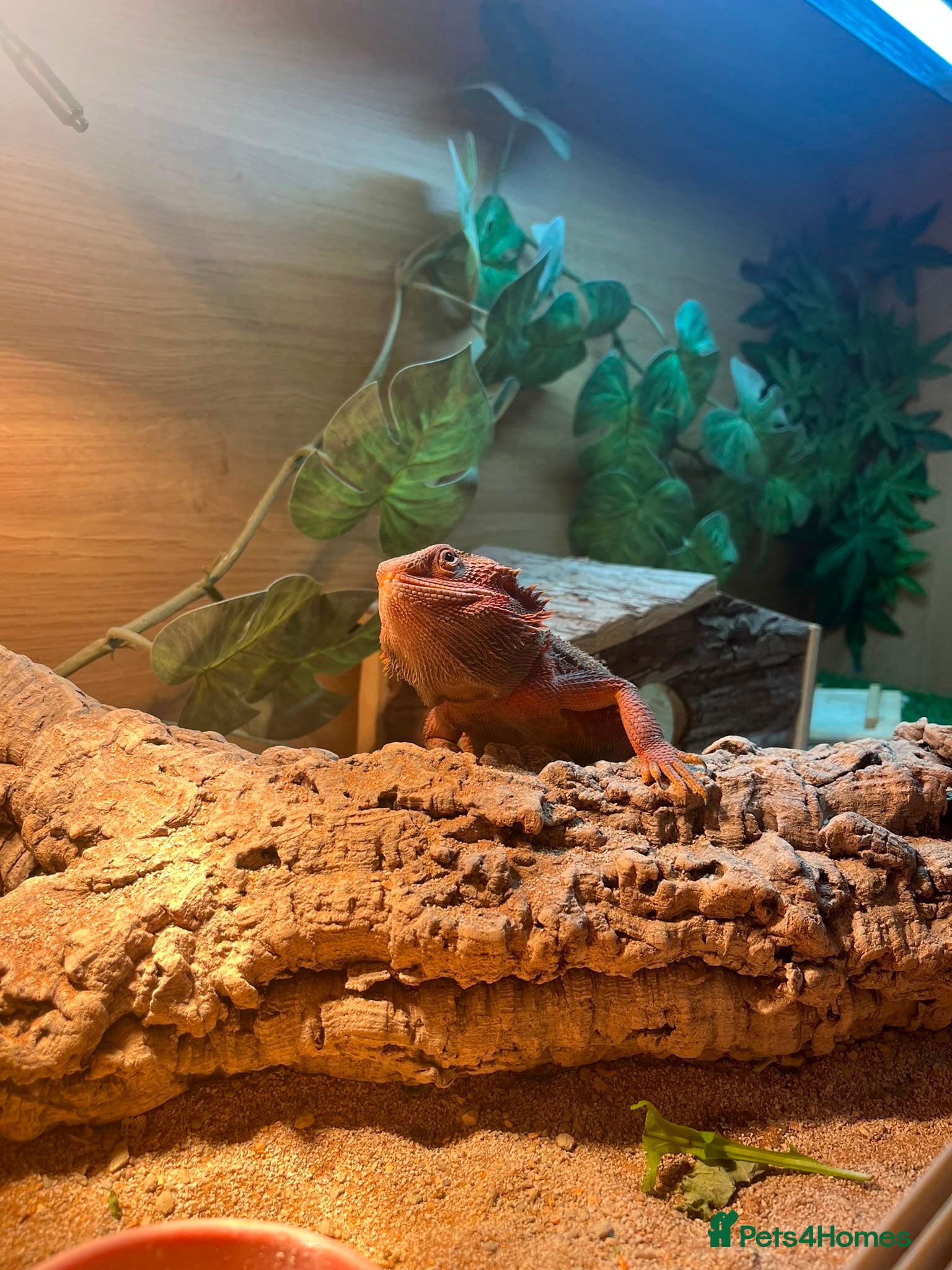 Bearded Dragon reptiles Bearded dragon  - Advert 15