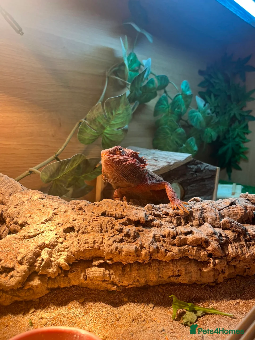 Bearded Dragon reptiles for sale: Bearded dragon  - Advert 1