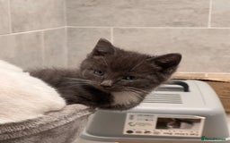 Mixed Breed cats for sale: Beautiful toe eaters!  - Image 9