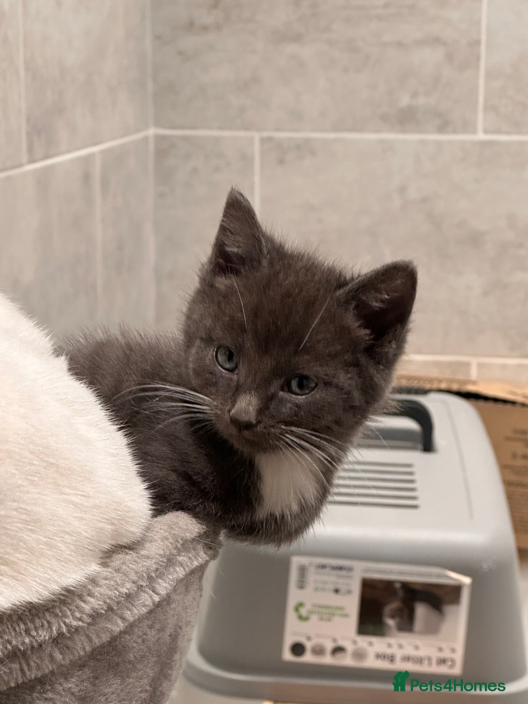 Mixed Breed cats for sale: Beautiful toe eaters!  - Image 9