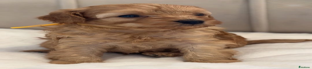 Cavapoo Puppy 5 - CRUZ 