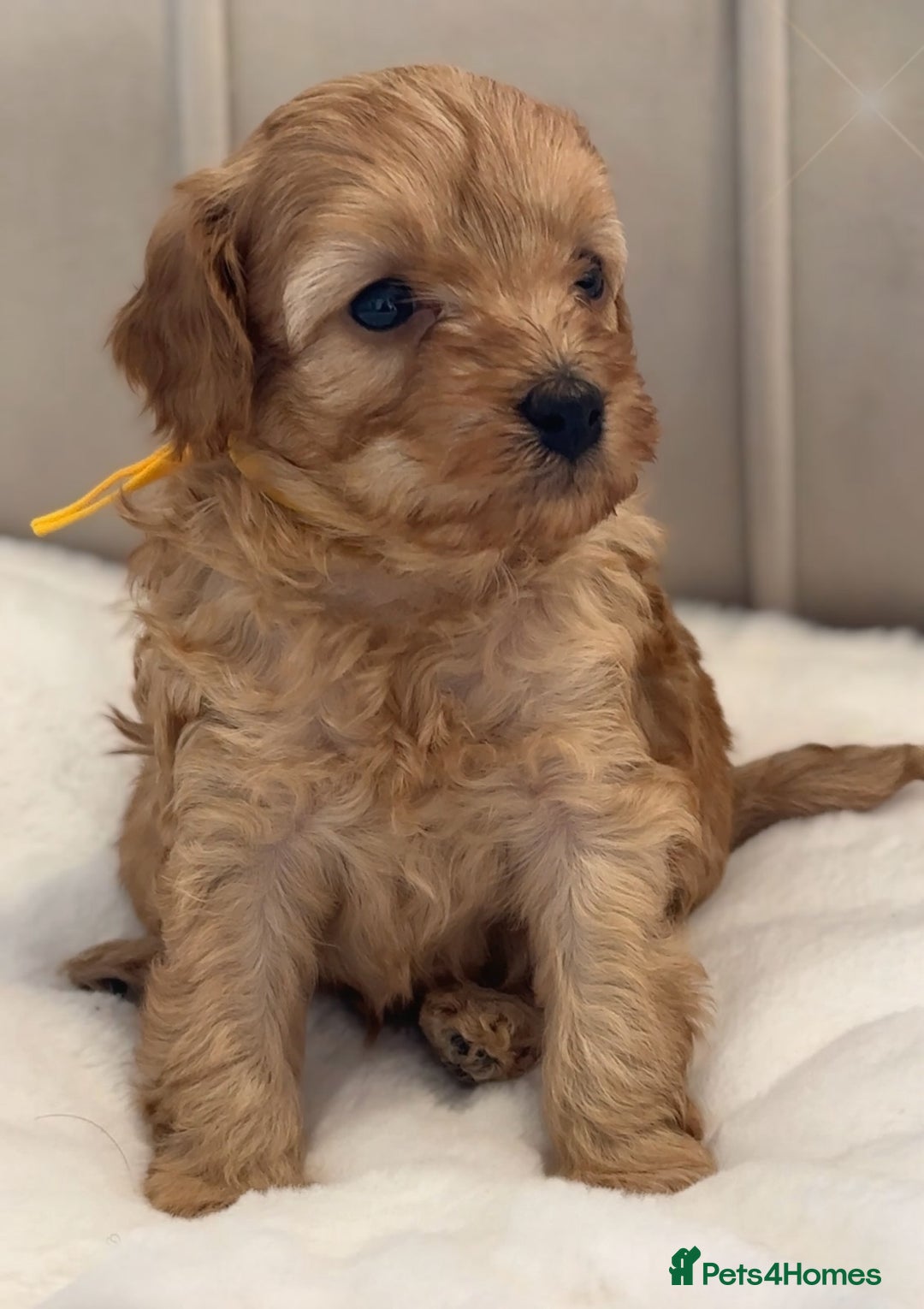 Cavapoo dogs for sale: Dream Cavapoo puppies, DNA Clear, Home Raised - Image 14