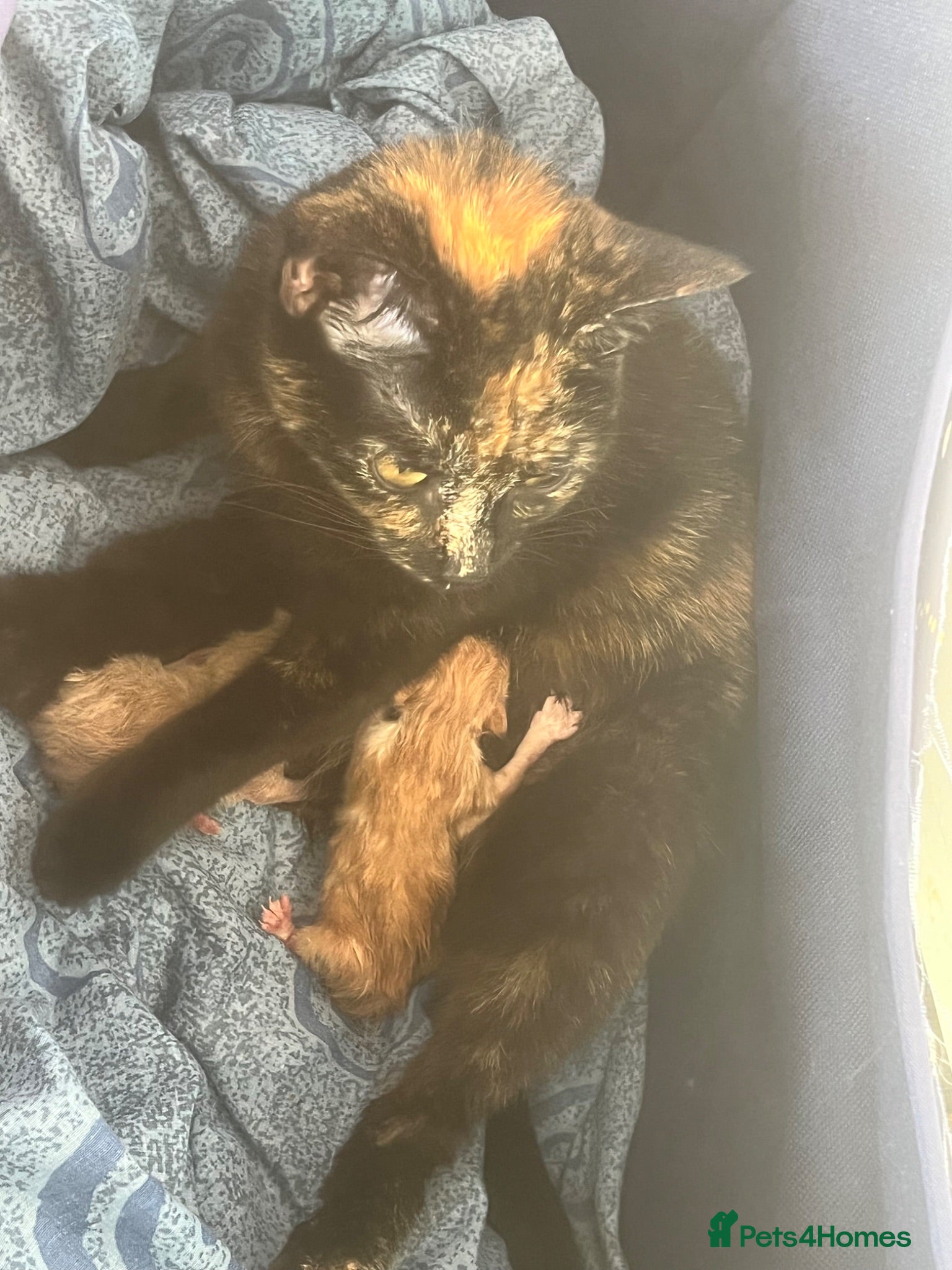 Mixed Breed cats Kittens for sale  - Advert 1