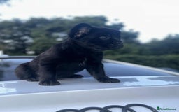 French Bulldog dogs for sale: Fluffy Frenchie Merle / Rojo & Tan REDUCED📥 - Image 8