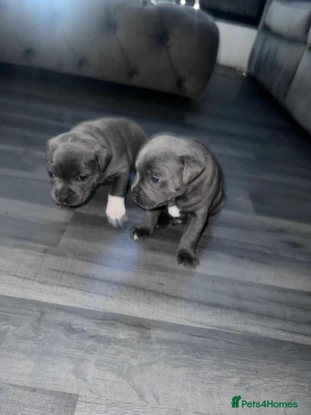 Staffordshire Bull Terrier dogs for sale: LAST BOY LEFT KC REGISTERED 5 STAR BLUE   - Advert 17