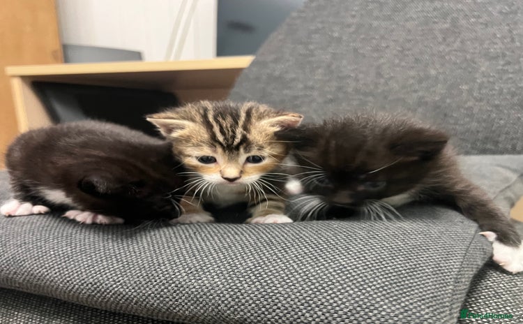 Mixed Breed cats - Advert 1
