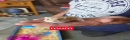 Hamster rodents for sale: Russian dwarf hamsters for sale - Advert 1