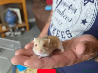 Hamster rodents Russian dwarf hamsters for sale - Advert 1