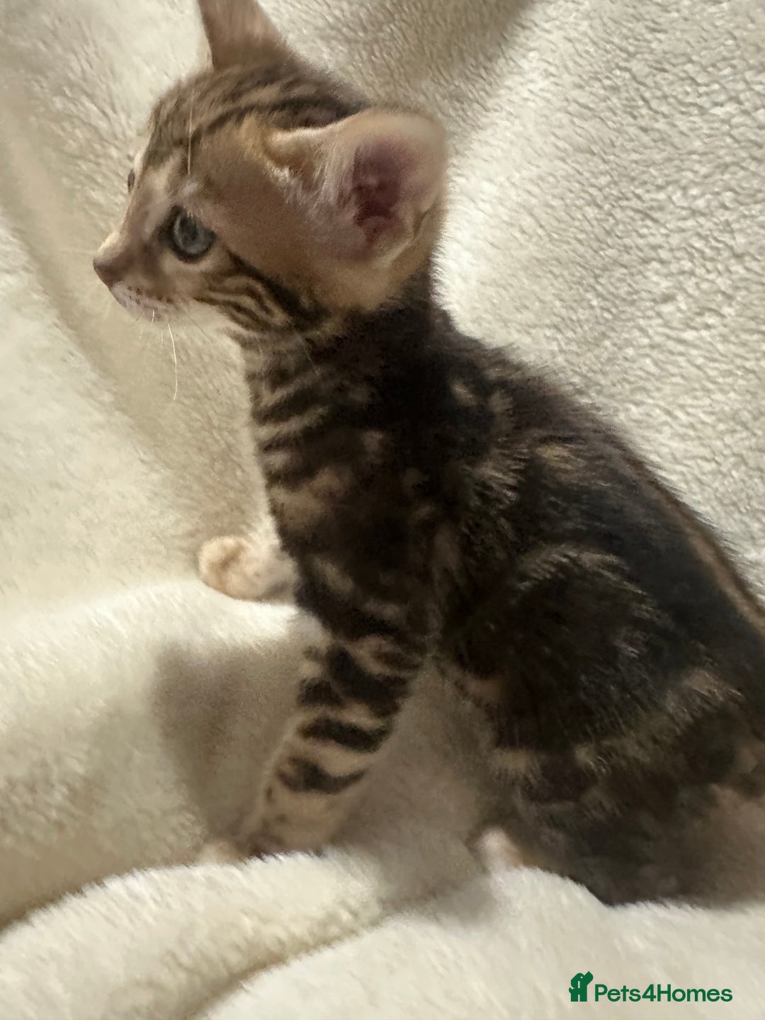 Bengal cats for sale: Beautiful bengals  - Advert 11
