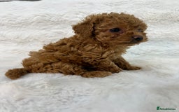 Maltipoo dogs for sale: 🐩Korean Maltipoo🐩 - Image 11