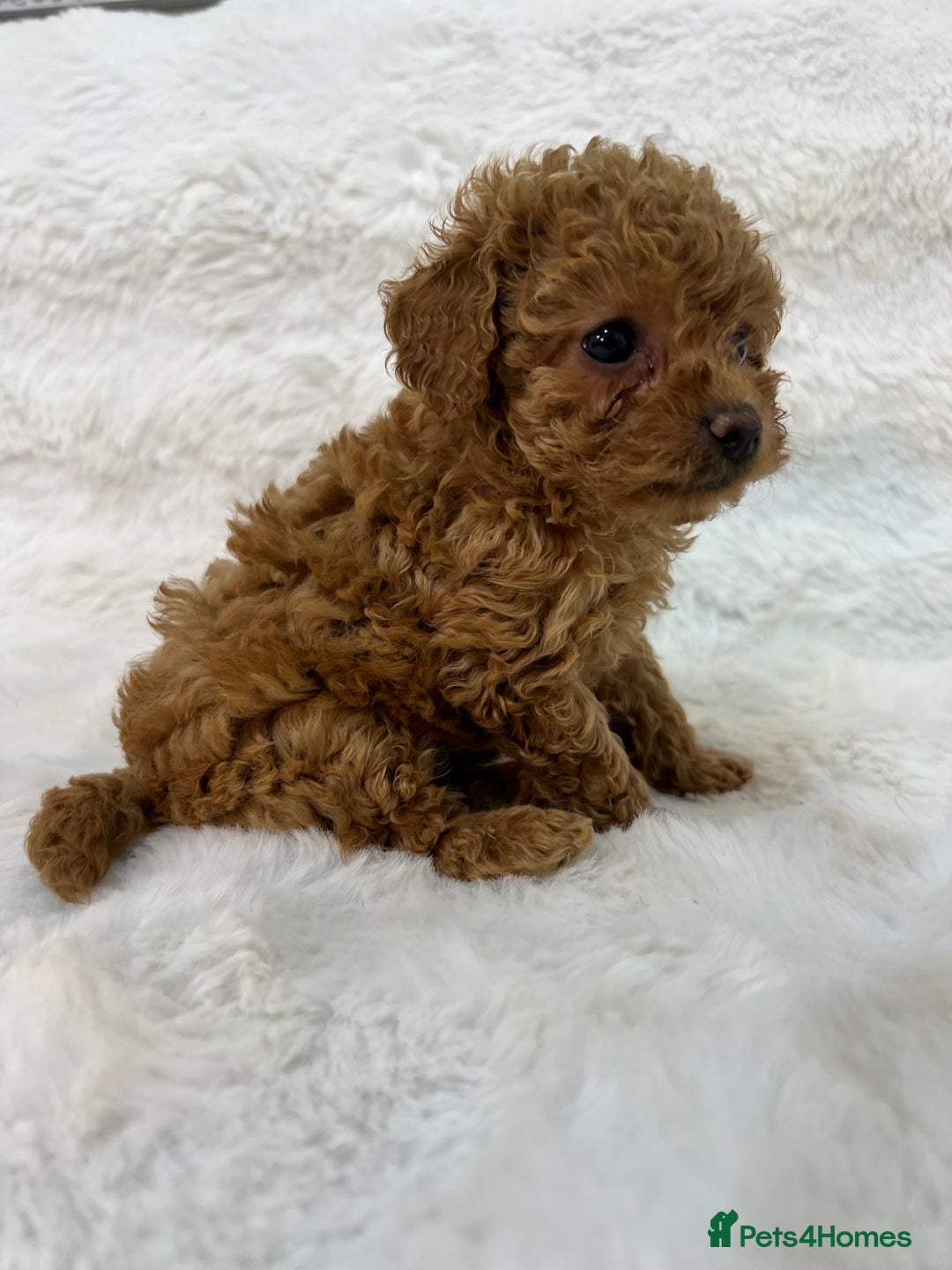 Maltipoo dogs for sale: 🐩Korean Maltipoo🐩 - Image 11