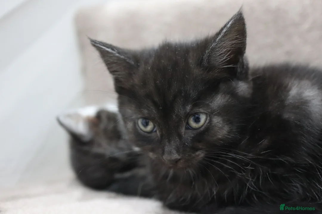 Domestic Shorthair cats for sale: Four beautiful kittens remaining - Advert 13