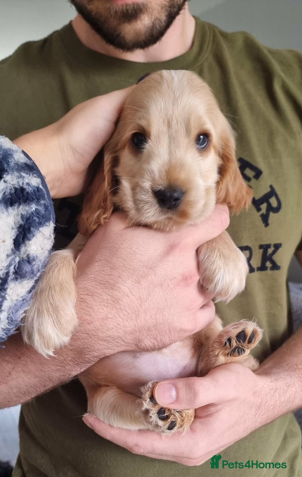 Cocker Spaniel dogs Show Cocker Spaniel Puppies- Champion Lineage🏆🐾 - Advert 1