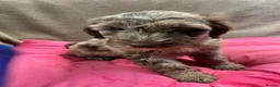 Sproodle dogs for sale: Sproodle  - Advert 10