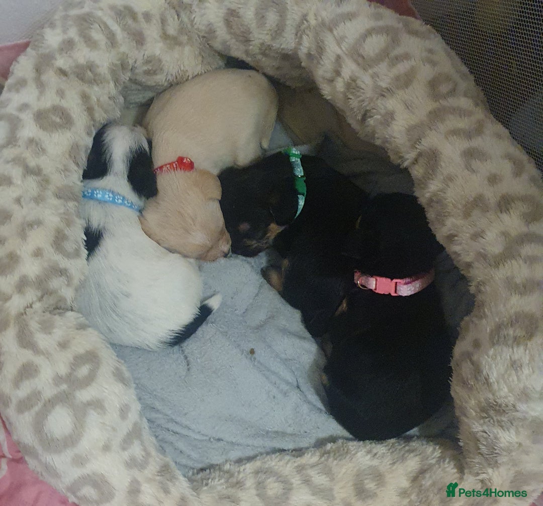 Mixed Breed dogs for sale: Bubbly little boy... only 1 left  - Advert 3