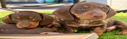 Miniature Dachshund dogs for sale: Chocolate & tan short hair miniature dachshund  - Advert 1