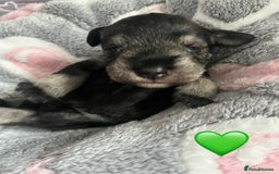 Miniature Schnauzer dogs for sale: Beautiful KC miniature Schnauzers  - Advert 20