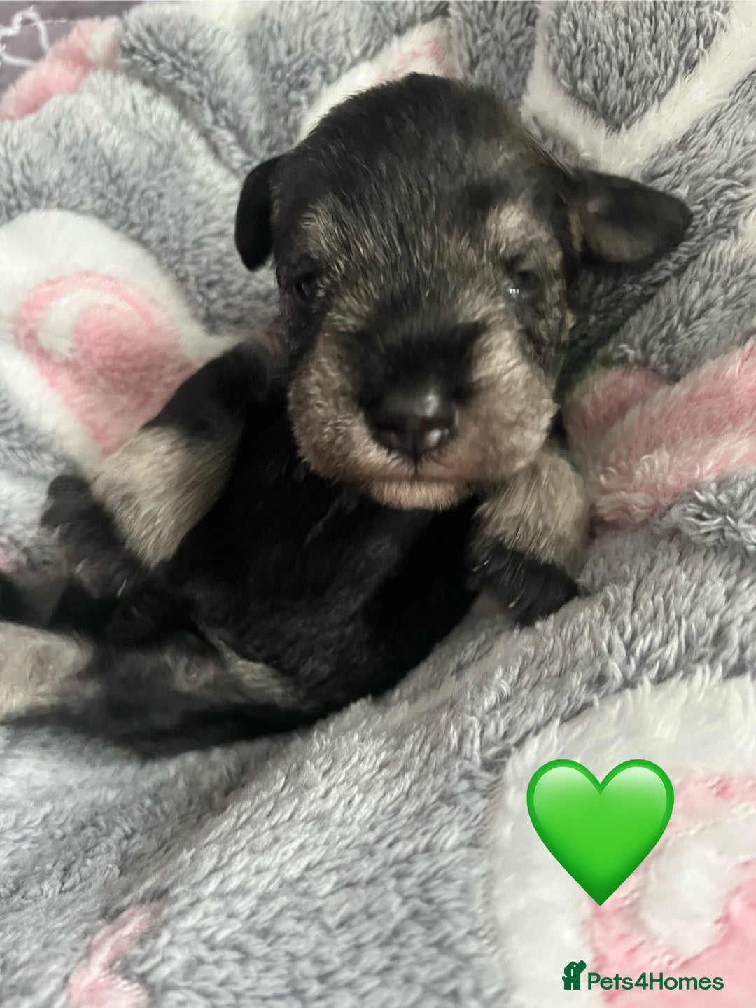 Miniature Schnauzer dogs for sale: Beautiful KC miniature Schnauzers  - Advert 20