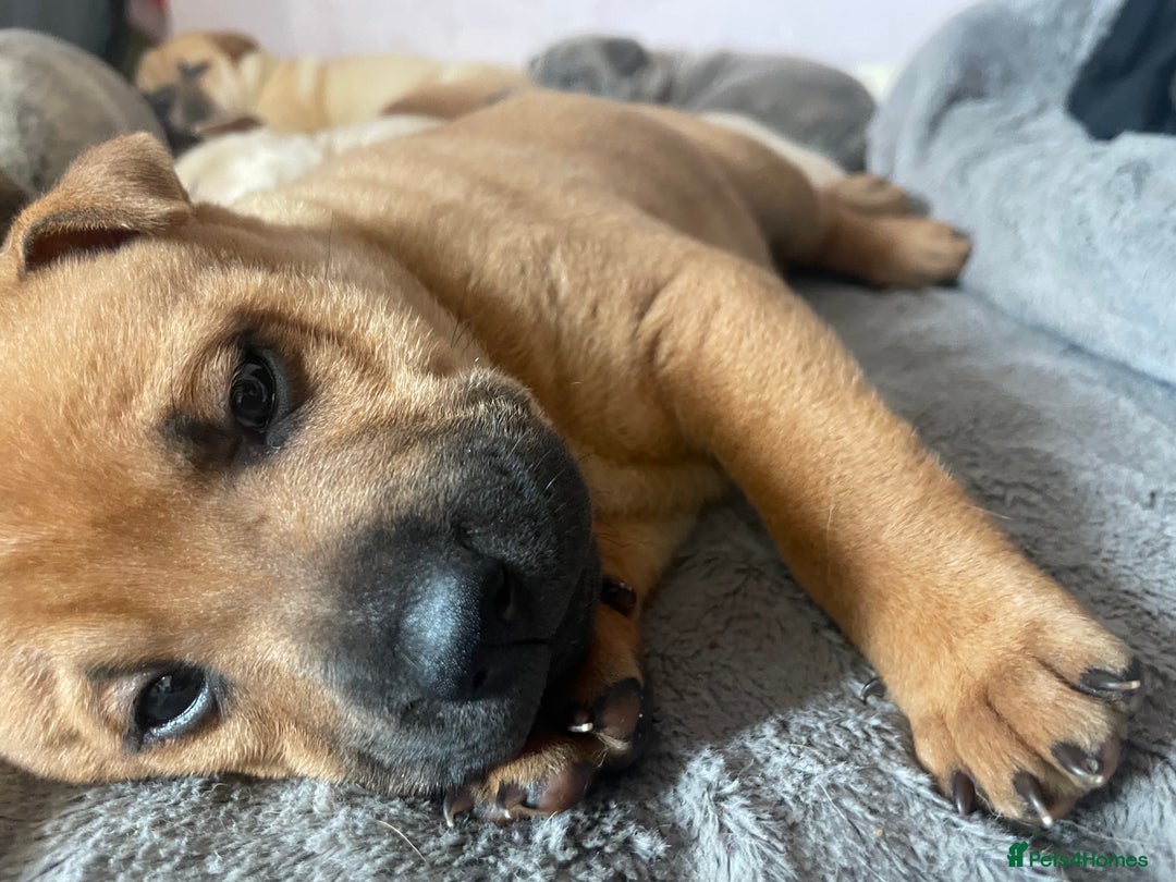 Mixed Breed dogs for sale: Staffie/sharpei pups  - Image 5